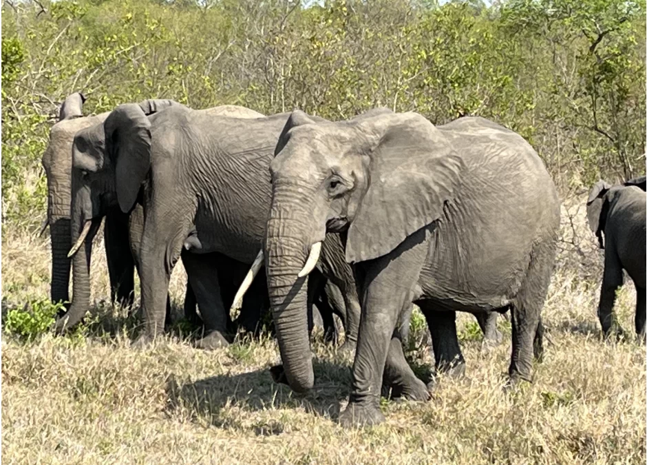 Bucket list travel – the Safari